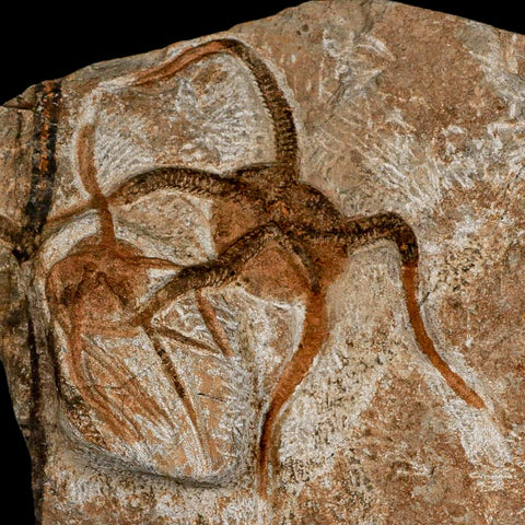 2 Two Brittlestar Ophiura Sp Starfish Fossil Ordovician Age Morocco COA & Stand - Fossil Age Minerals