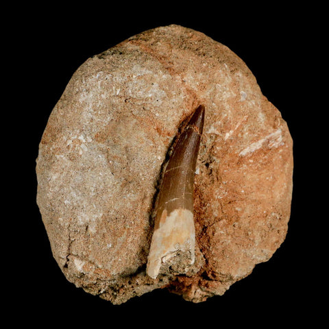 XL 2.3" Plesiosaur Zarafasaura Tooth Fossil In Matrix Cretaceous Dinosaur Era COA - Fossil Age Minerals