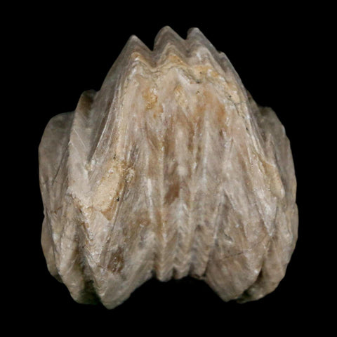 1.5" Burmirhynchia Decorata Brachiopod Fossil Jurassic Age Ardenes France