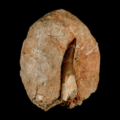 XL 2.3" Plesiosaur Zarafasaura Tooth Fossil In Matrix Cretaceous Dinosaur Era COA - Fossil Age Minerals
