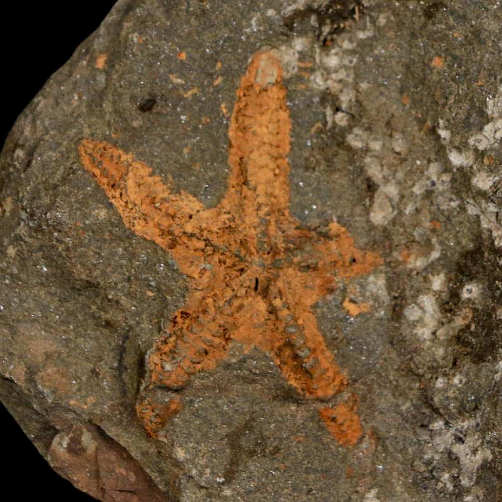 36MM Brittle Star Petraster Starfish Fossil Ordovician Age Blekus Morocco COA - Fossil Age Minerals