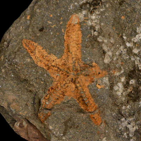 36MM Brittle Star Petraster Starfish Fossil Ordovician Age Blekus Morocco COA - Fossil Age Minerals