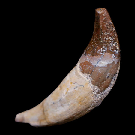 2.8" Basilosaurus Tooth 40-34 Mil Yrs Old Late Eocene COA