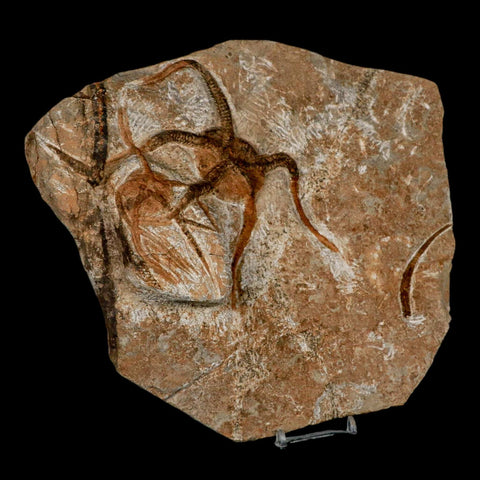 2 Two Brittlestar Ophiura Sp Starfish Fossil Ordovician Age Morocco COA & Stand - Fossil Age Minerals