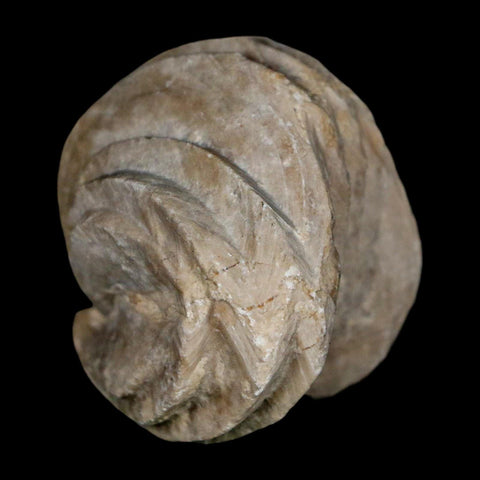 1.5" Burmirhynchia Decorata Brachiopod Fossil Jurassic Age Ardenes France