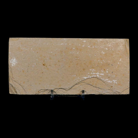 XL 4" Knightia Eocaena Fossil Fish Green River FM Wyoming Eocene Age COA & Stand - Fossil Age Minerals