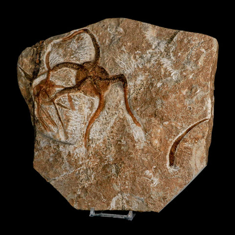 2 Two Brittlestar Ophiura Sp Starfish Fossil Ordovician Age Morocco COA & Stand - Fossil Age Minerals