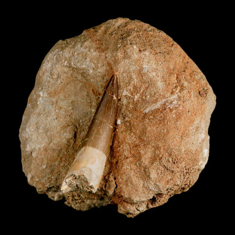 XL 2.3" Plesiosaur Zarafasaura Tooth Fossil In Matrix Cretaceous Dinosaur Era COA - Fossil Age Minerals