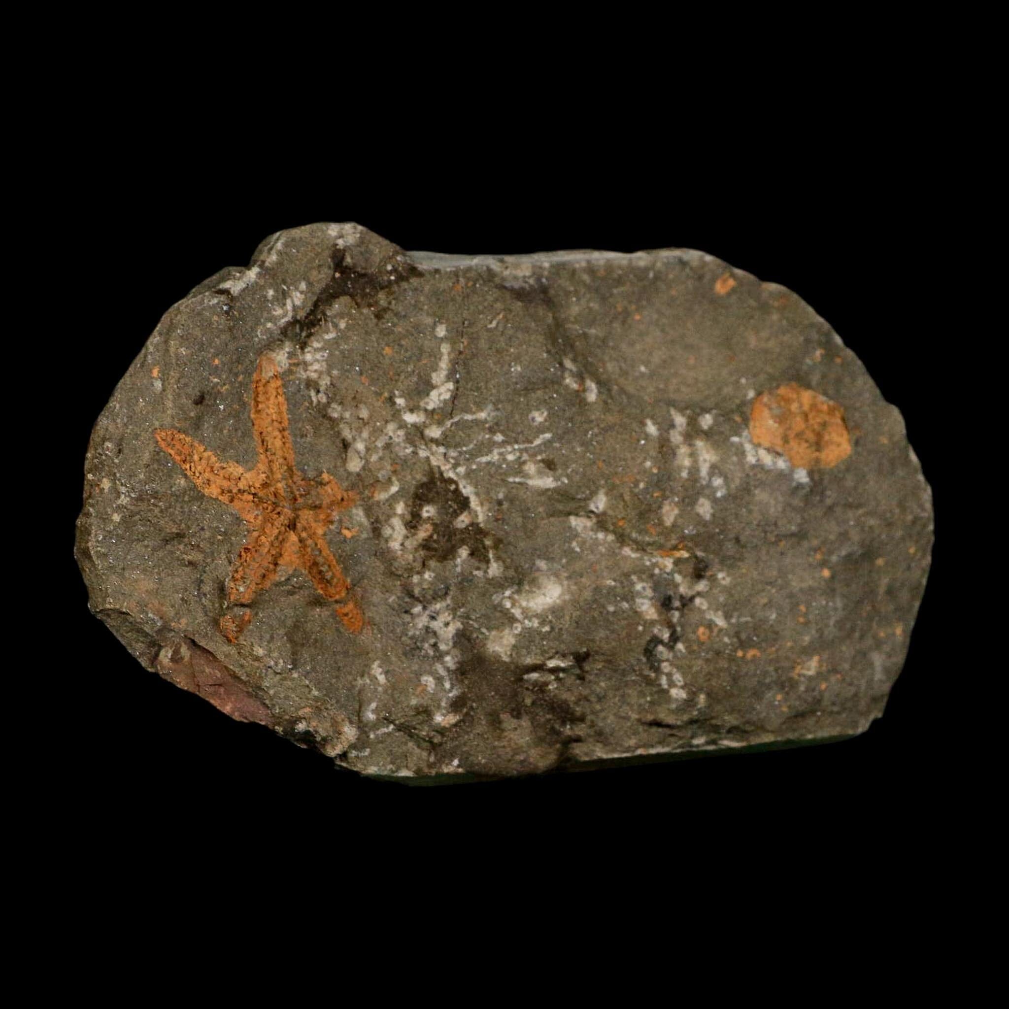 36MM Brittle Star Petraster Starfish Fossil Ordovician Age Blekus Morocco COA - Fossil Age Minerals