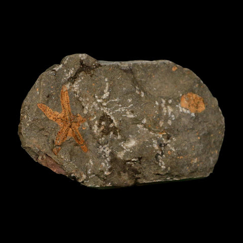 36MM Brittle Star Petraster Starfish Fossil Ordovician Age Blekus Morocco COA - Fossil Age Minerals