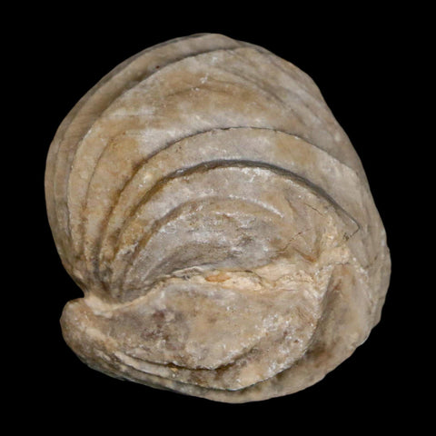 1.5" Burmirhynchia Decorata Brachiopod Fossil Jurassic Age Ardenes France