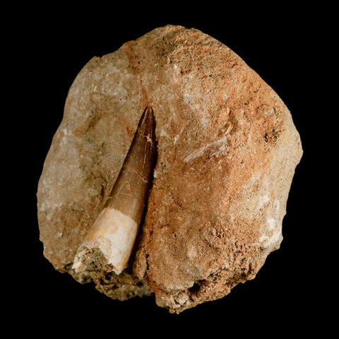 XL 2.3" Plesiosaur Zarafasaura Tooth Fossil In Matrix Cretaceous Dinosaur Era COA - Fossil Age Minerals