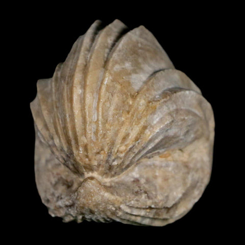 1.5" Burmirhynchia Decorata Brachiopod Fossil Jurassic Age Ardenes France