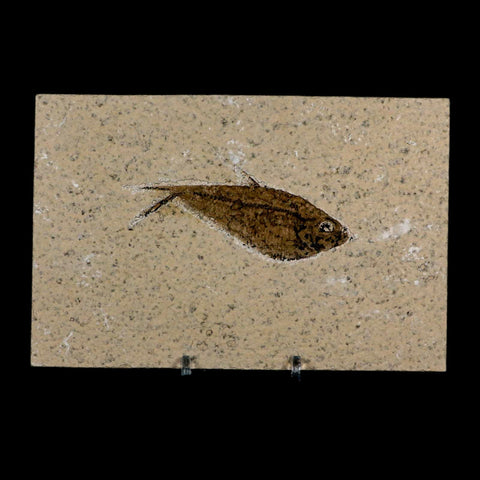 3.1" Diplomystus Dentatus Fossil Fish Green River FM WY Eocene Age COA, Stand - Fossil Age Minerals