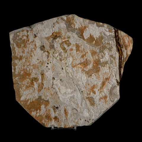 2 Two Brittlestar Ophiura Sp Starfish Fossil Ordovician Age Morocco COA & Stand - Fossil Age Minerals