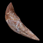 3.3" Basilosaurus Tooth 40-34 Mil Yrs Old Late Eocene COA