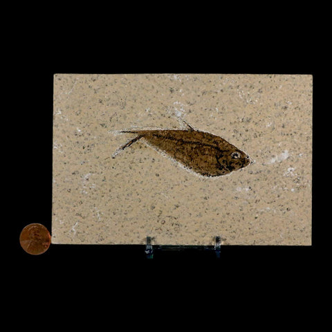 3.1" Diplomystus Dentatus Fossil Fish Green River FM WY Eocene Age COA, Stand - Fossil Age Minerals