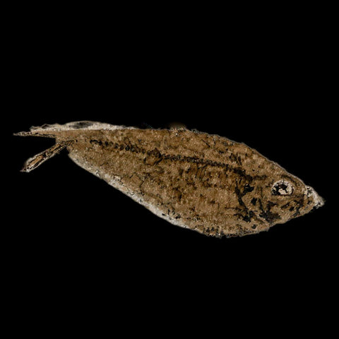 3.1" Diplomystus Dentatus Fossil Fish Green River FM WY Eocene Age COA, Stand - Fossil Age Minerals