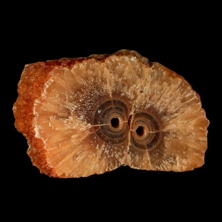 3.6" Natural Cut Rough Cave Honey Calcite Crystal Mineral Specimen Morocco
