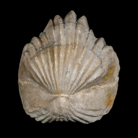 1.5" Burmirhynchia Decorata Brachiopod Fossil Jurassic Age Ardenes France