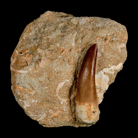 1.7" Plesiosaur Zarafasaura Tooth Fossil In Matrix Cretaceous Dinosaur Era COA