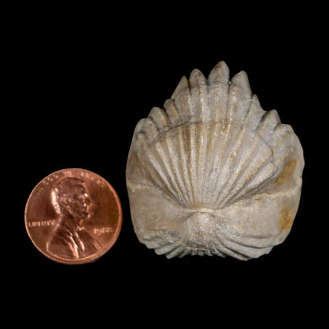 1.5" Burmirhynchia Decorata Brachiopod Fossil Jurassic Age Ardenes France