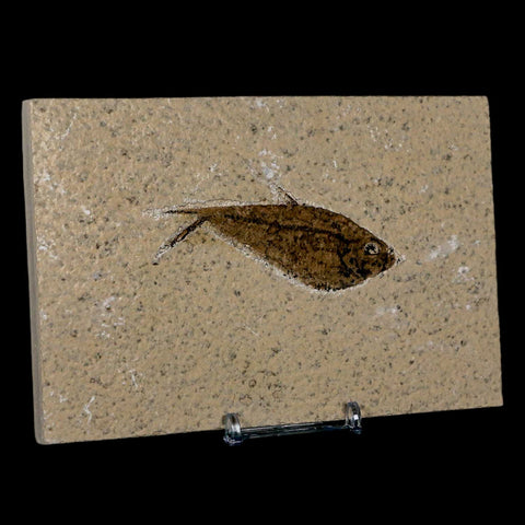 3.1" Diplomystus Dentatus Fossil Fish Green River FM WY Eocene Age COA, Stand - Fossil Age Minerals