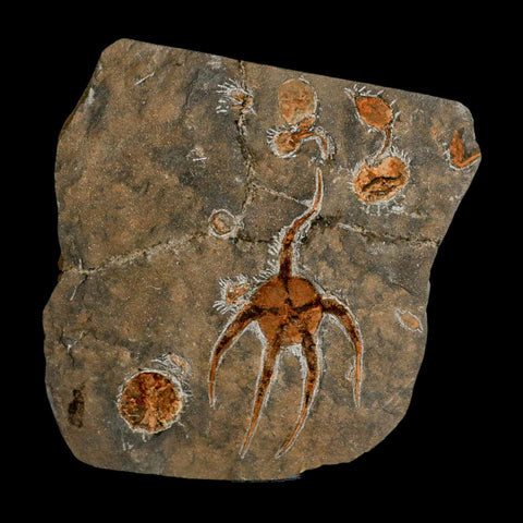 6.3" Brittlestar Ophiura Sp Starfish Fossil Ordovician Age Morocco COA & Stand - Fossil Age Minerals