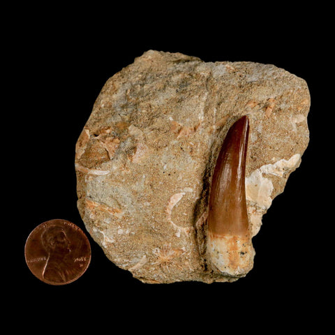 1.7" Plesiosaur Zarafasaura Tooth Fossil In Matrix Cretaceous Dinosaur Era COA - Fossil Age Minerals