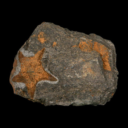 52MM Brittle Star Petraster Starfish Fossil Ordovician Age Blekus Morocco COA