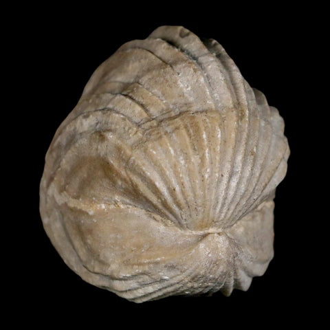 1.5" Burmirhynchia Decorata Brachiopod Fossil Jurassic Age Ardenes France