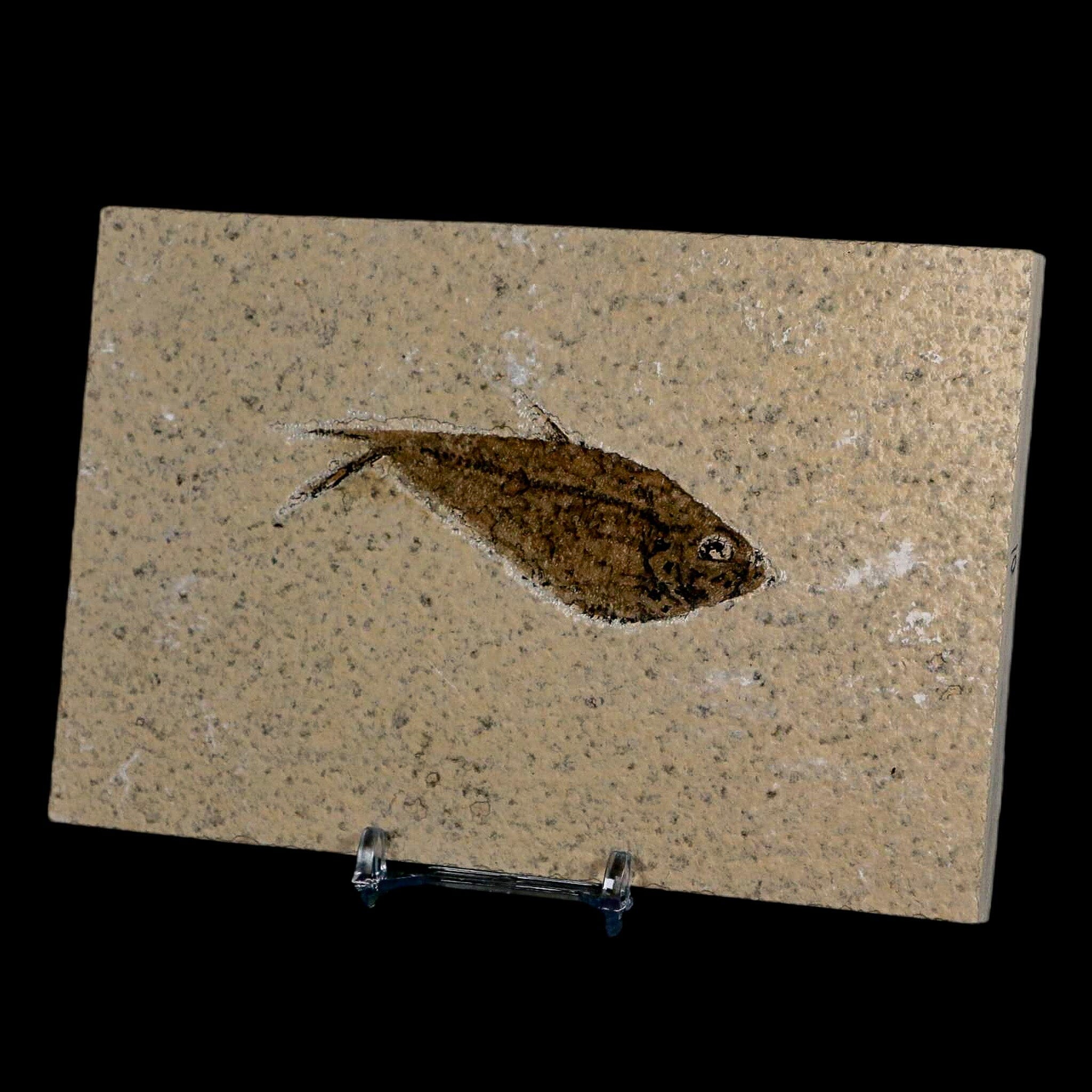 3.1" Diplomystus Dentatus Fossil Fish Green River FM WY Eocene Age COA, Stand - Fossil Age Minerals
