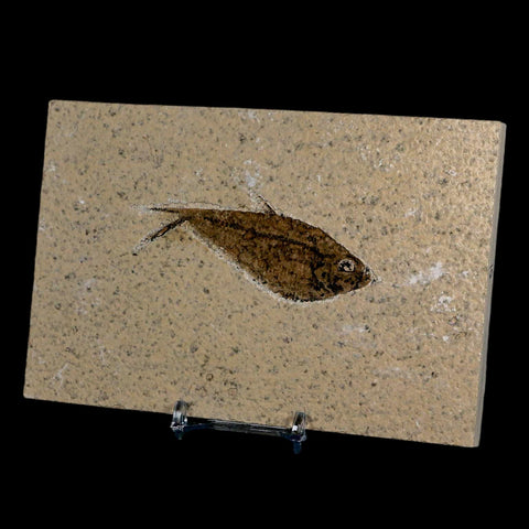 3.1" Diplomystus Dentatus Fossil Fish Green River FM WY Eocene Age COA, Stand - Fossil Age Minerals