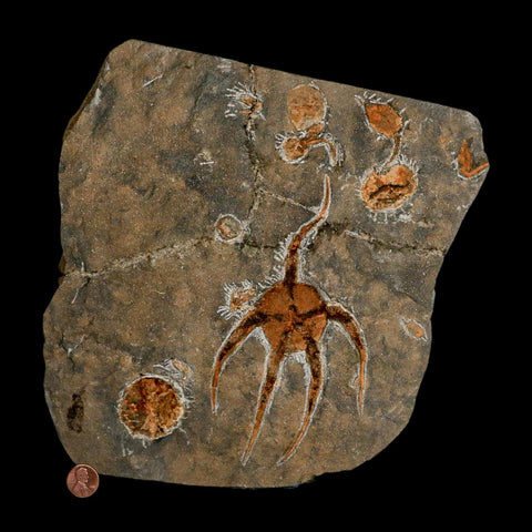 6.3" Brittlestar Ophiura Sp Starfish Fossil Ordovician Age Morocco COA & Stand - Fossil Age Minerals