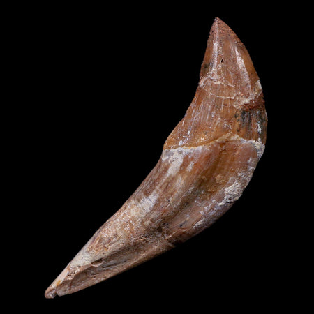3.3" Basilosaurus Tooth 40-34 Mil Yrs Old Late Eocene COA