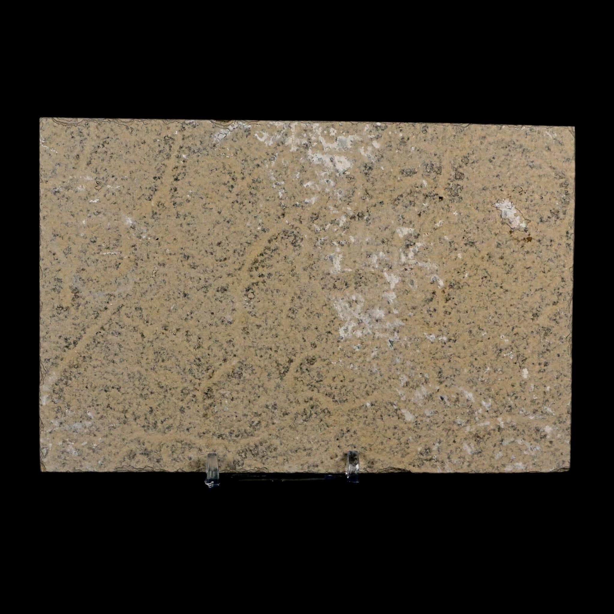 3.1" Diplomystus Dentatus Fossil Fish Green River FM WY Eocene Age COA, Stand - Fossil Age Minerals