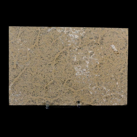 3.1" Diplomystus Dentatus Fossil Fish Green River FM WY Eocene Age COA, Stand - Fossil Age Minerals