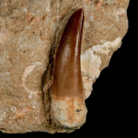 1.7" Plesiosaur Zarafasaura Tooth Fossil In Matrix Cretaceous Dinosaur Era COA