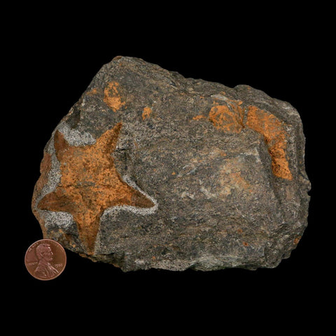 52MM Brittle Star Petraster Starfish Fossil Ordovician Age Blekus Morocco COA - Fossil Age Minerals