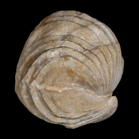 1.5" Burmirhynchia Decorata Brachiopod Fossil Jurassic Age Ardenes France