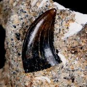 0.3" Dromaeosaurus Raptor Serrated Fossil Tooth In Matrix Judith River FM MT COA