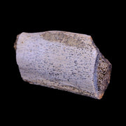 2.8" Triceratops Fossil Rib Bone Lance Creek FM Cretaceous Dinosaur WY COA