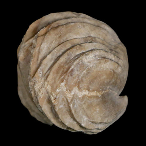 1.5" Burmirhynchia Decorata Brachiopod Fossil Jurassic Age Ardenes France