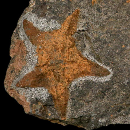 52MM Brittle Star Petraster Starfish Fossil Ordovician Age Blekus Morocco COA