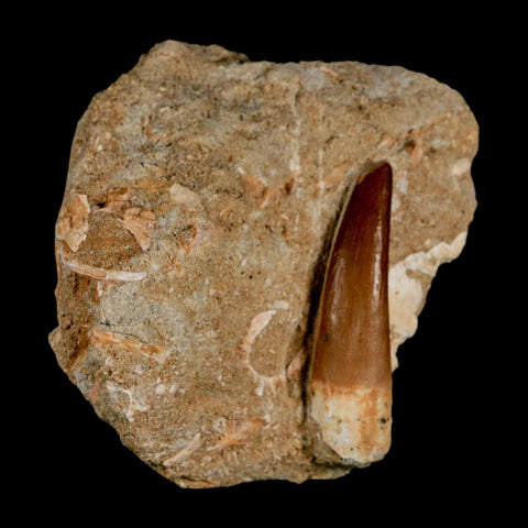 1.7" Plesiosaur Zarafasaura Tooth Fossil In Matrix Cretaceous Dinosaur Era COA - Fossil Age Minerals