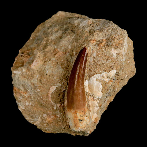 1.7" Plesiosaur Zarafasaura Tooth Fossil In Matrix Cretaceous Dinosaur Era COA - Fossil Age Minerals