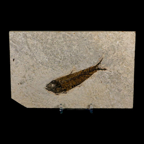 3.7" Knightia Eocaena Fossil Fish Green River FM Wyoming Eocene Age COA & Stand - Fossil Age Minerals