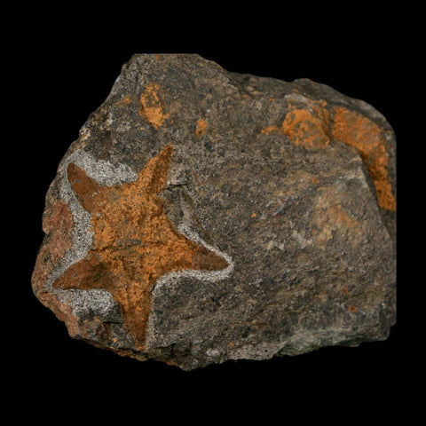 52MM Brittle Star Petraster Starfish Fossil Ordovician Age Blekus Morocco COA - Fossil Age Minerals