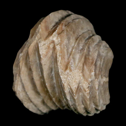 1.5" Burmirhynchia Decorata Brachiopod Fossil Jurassic Age Ardenes France