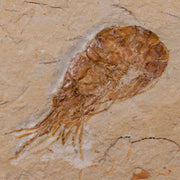 1.8" Fossil Shrimp Carpopenaeus Cretaceous Age 100 Mil Yrs Old Lebanon COA